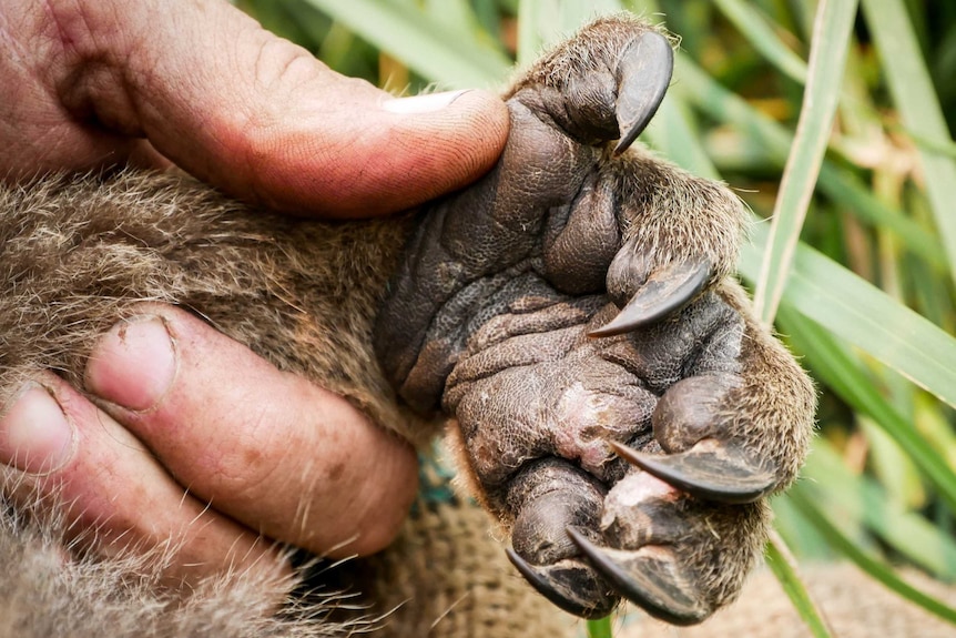 closeup of koala paw