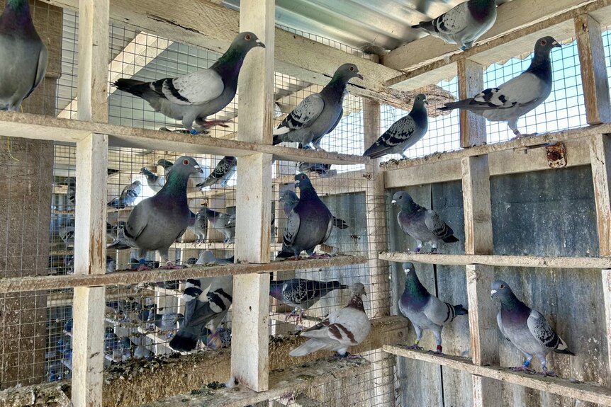 Pigeons in loft