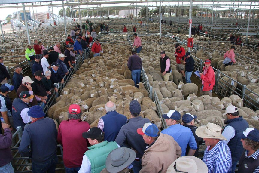 Hamilton livestock exchange, in western Victoria, has smashed its own record for the biggest lamb sale in Australia, penning up more than 62,000 head.