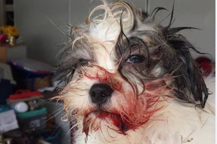 Buster the dog lucky escape from python on the Sunshine Coast December 11, 2015