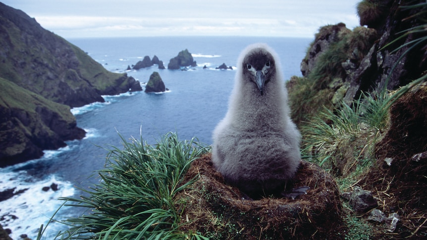 A fluffy bird (light mantled albatross chick) in a nest with water and large rock formations in the background.