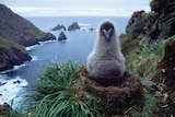 A fluffy bird (light mantled albatross chick) in a nest with water and large rock formations in the background.