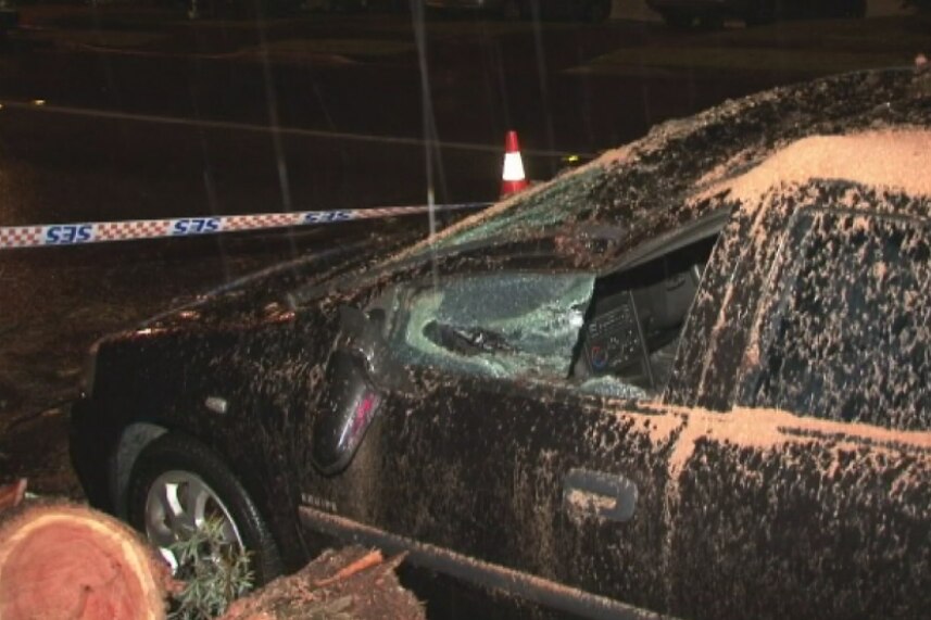 Tree falls on car in Sydney