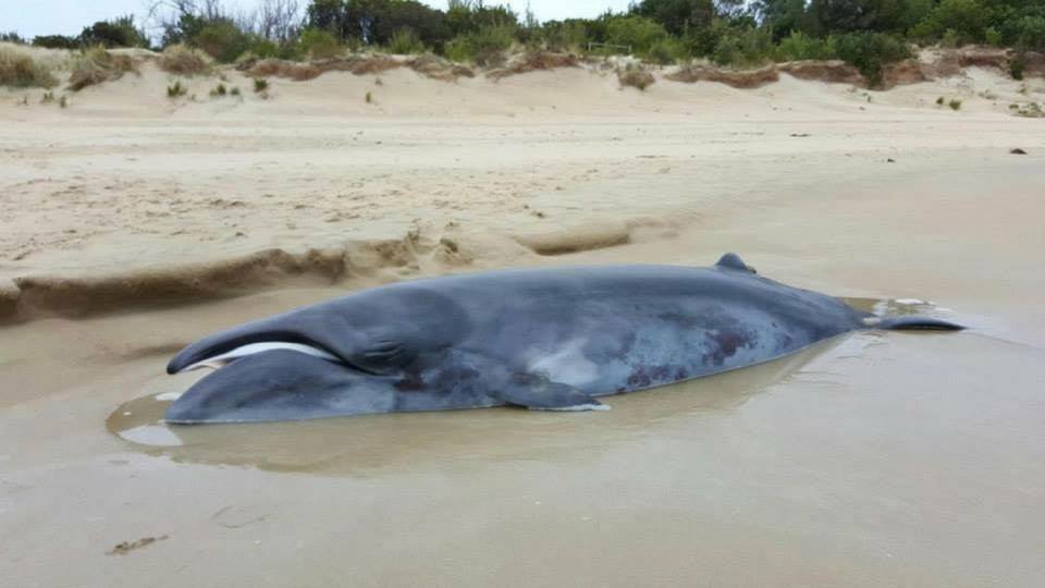 Rare Whale Found On Victorian Beach To Be Studied For Museum Victoria's ...