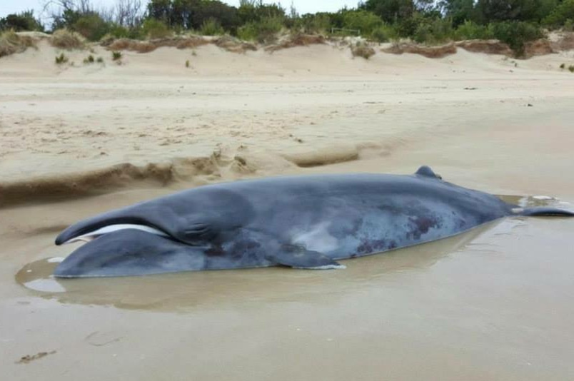Baleen whale washed up at Apollo Bay