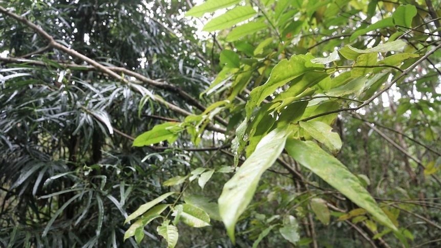 Two varieties of primitive rainforest plants including idiospermum in the foreground.