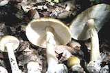 The death cap mushroom has claimed three lives in Canberra in the past decade.