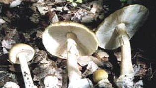 Death cap mushrooms 'deadly'
