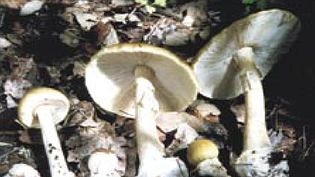 The deadly mushrooms have been appearing earlier than usual in Canberra after recent wet conditions.