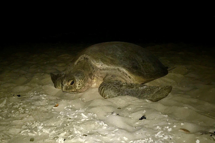 A green sea turtle on the beach at night.