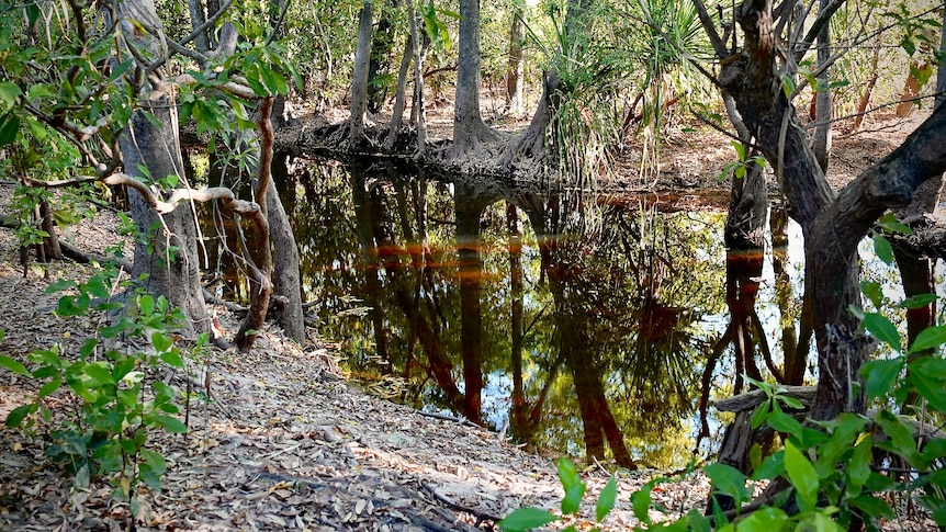 A swampy shallow creek with trees around.