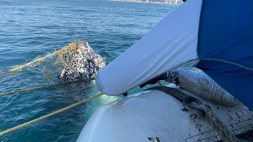 Surfers warned not to save whales after Gold Coast shark net captures an animal