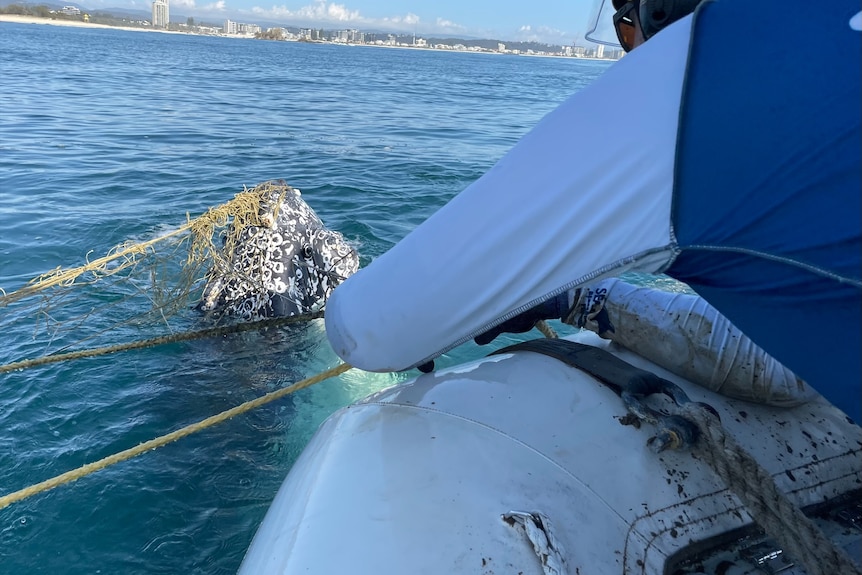 A man leaning over a RHIB trying to cut free a whale entangled in yellow net.