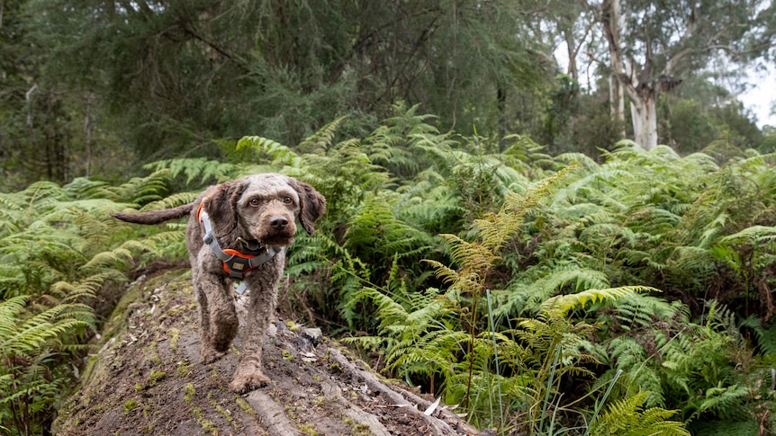 Daisy, an Italian Water Dog walking across a fallen tree in a forest.