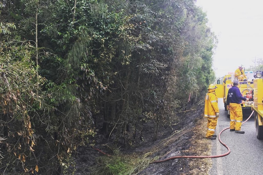 Burnt vegetation by side of a Coolum road on the Sunshine Coast