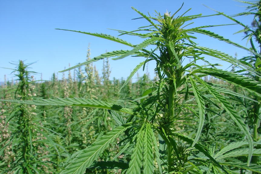 primer plano del cultivo de cannabis