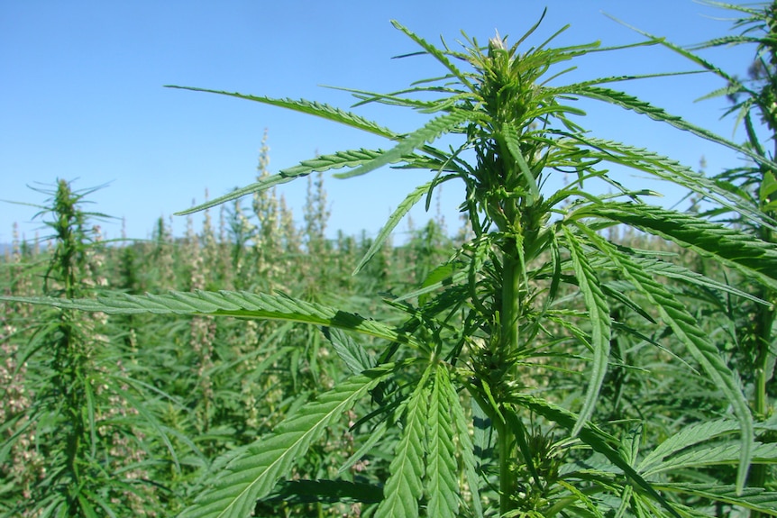 Bright green hemp crops with a bright blue sky behind them