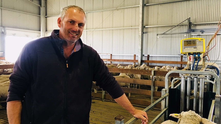 Man in shearing shed surrounded by sheep and standing next to a high tech automatic drafting machine