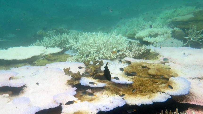 Coral bleaching off Mission Beach, about two hours south of Cairns.