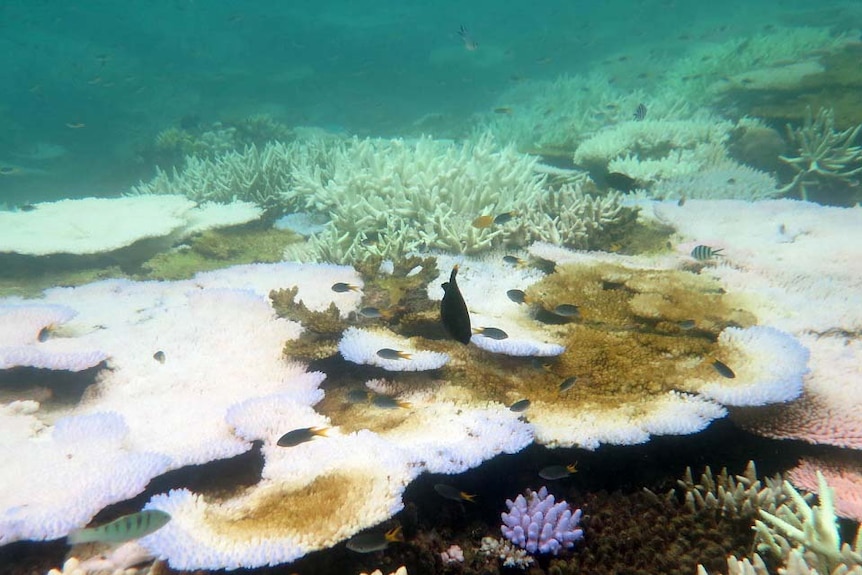 Coral bleaching off Mission Beach, about two hours south of Cairns.