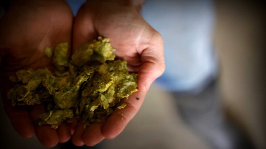 Vagabond brewer holding hop flowers, his favourite flavour to instil in beer