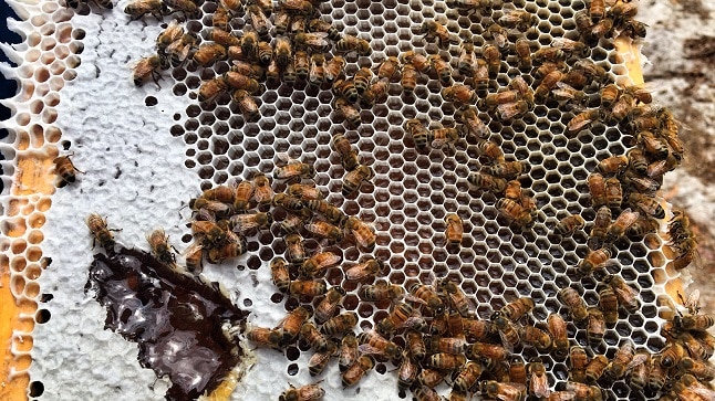 Bees on a honeycomb frame.