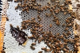 Bees producing Manuka on a hive at Rainbow Beach.