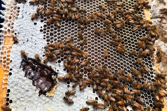 Bees producing Manuka on a hive at Rainbow Beach.