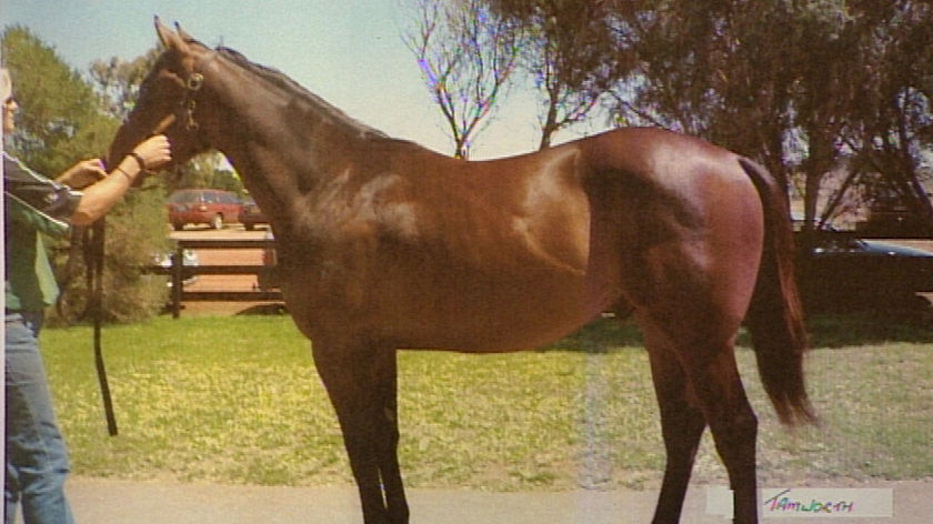 Gold Coast racehorse 'Tamworth' was infected with the virus at the Redlands Veterinary Clinic last month.