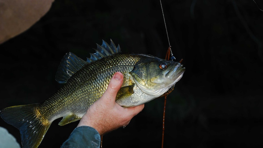 Australian bass on a line.