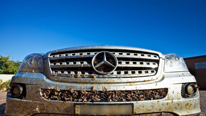 Locusts on car grill that was driving west of Broken Hill
