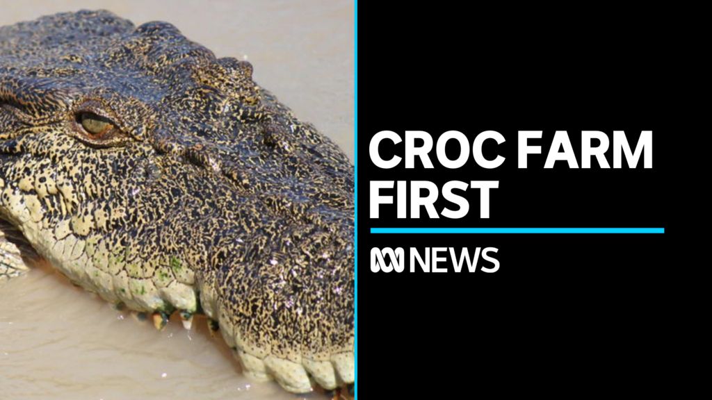 Indigenous ranger group open a crocodile farm in Australian first - ABC