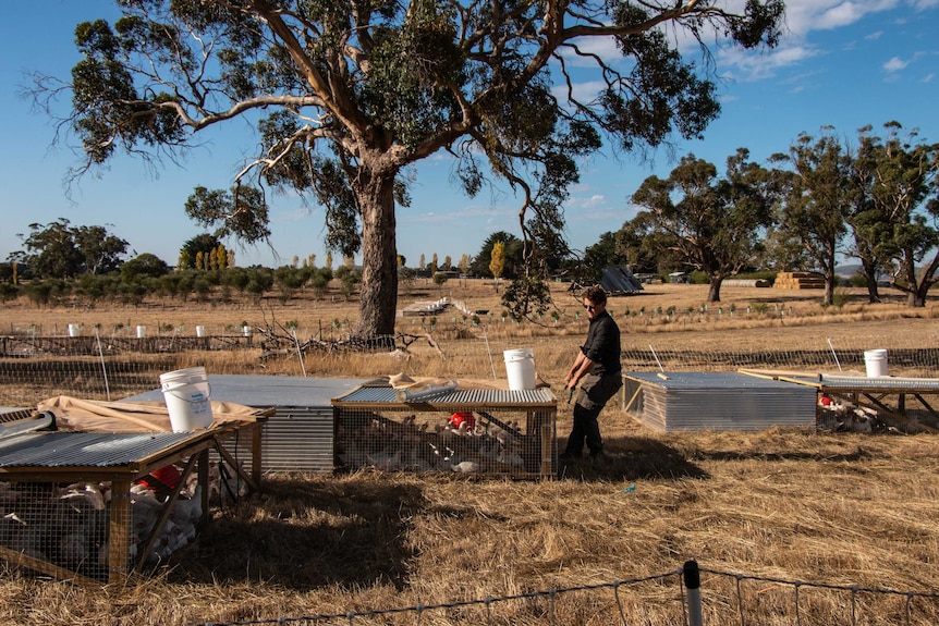 Ben Falloon moves one of his portable chicken coups on pasture.