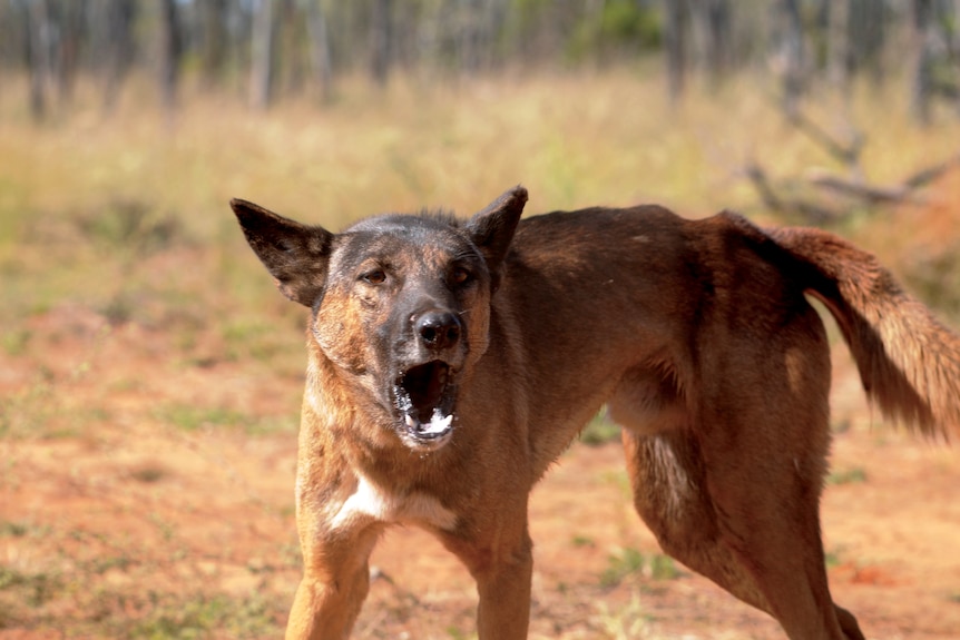 A wild dog mid bark 