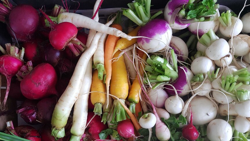 Box of carrots, turnips, beetroots and radish
