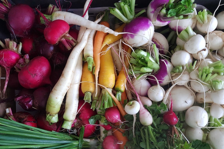 a box of carrots, turnips, beetroots and radish
