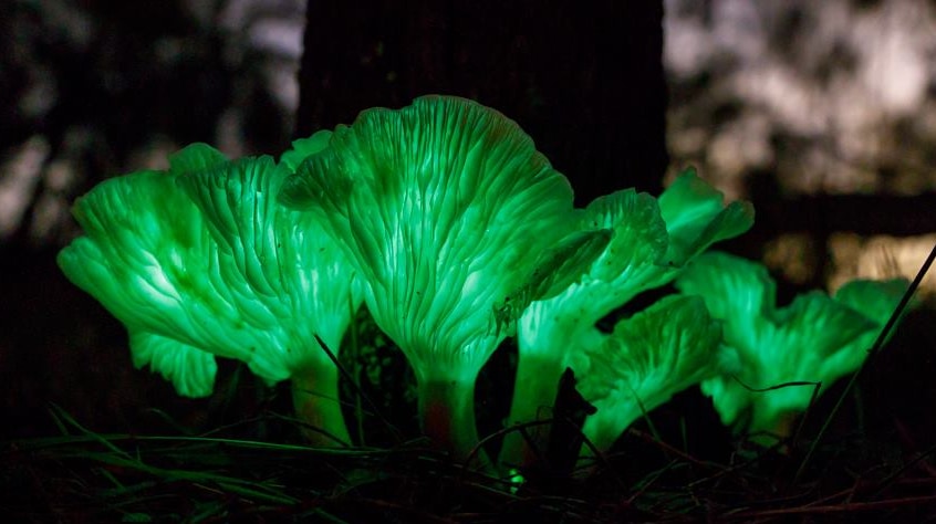 Lettuce leaf shaped mushrooms glow green in the dark at the base of a tree.
