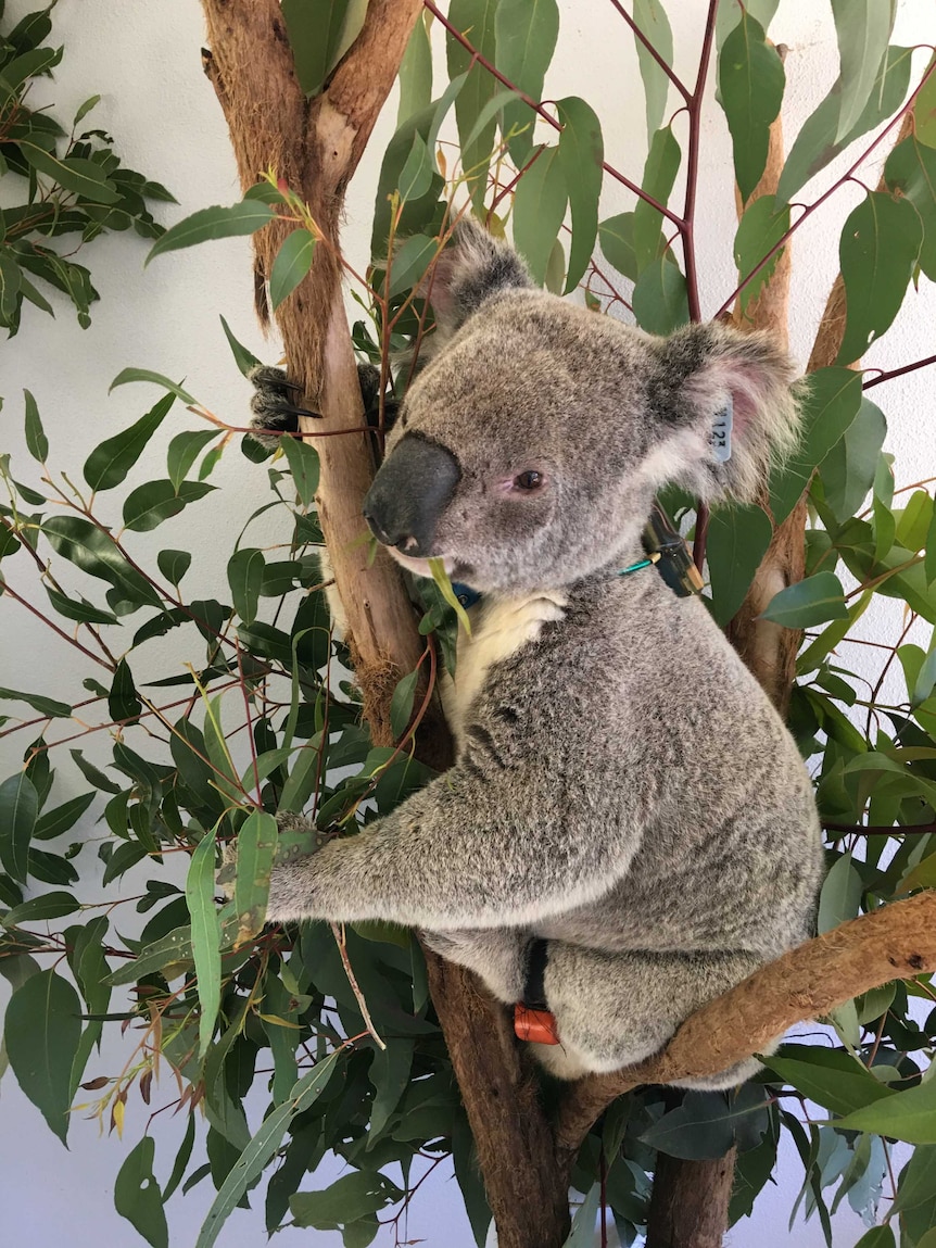 Barnacles the koala