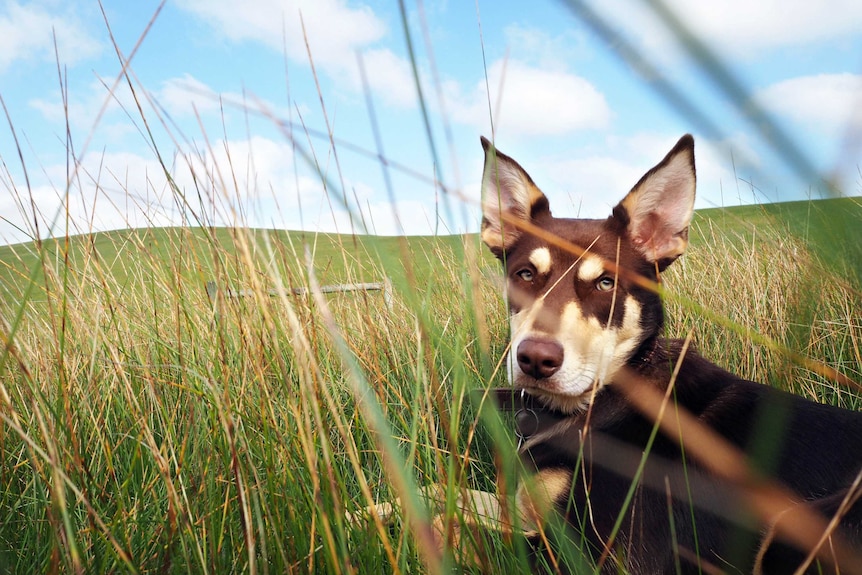 Kelpie in paddock