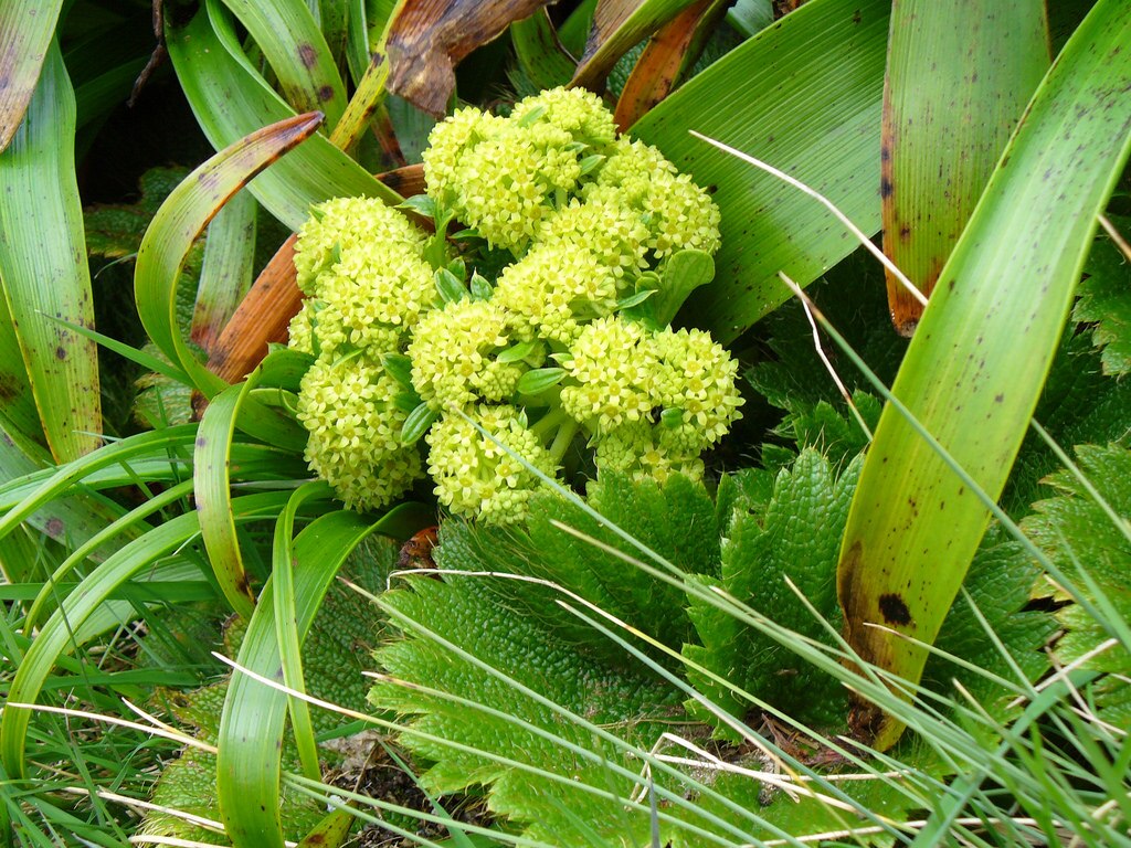 A small, yellow-flowering plant surrounded by green leaves and other shrubbery