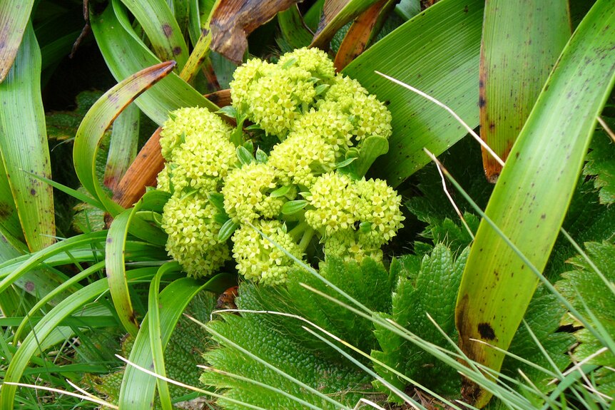 A small, yellow-flowering plant surrounded by green leaves and other shrubbery