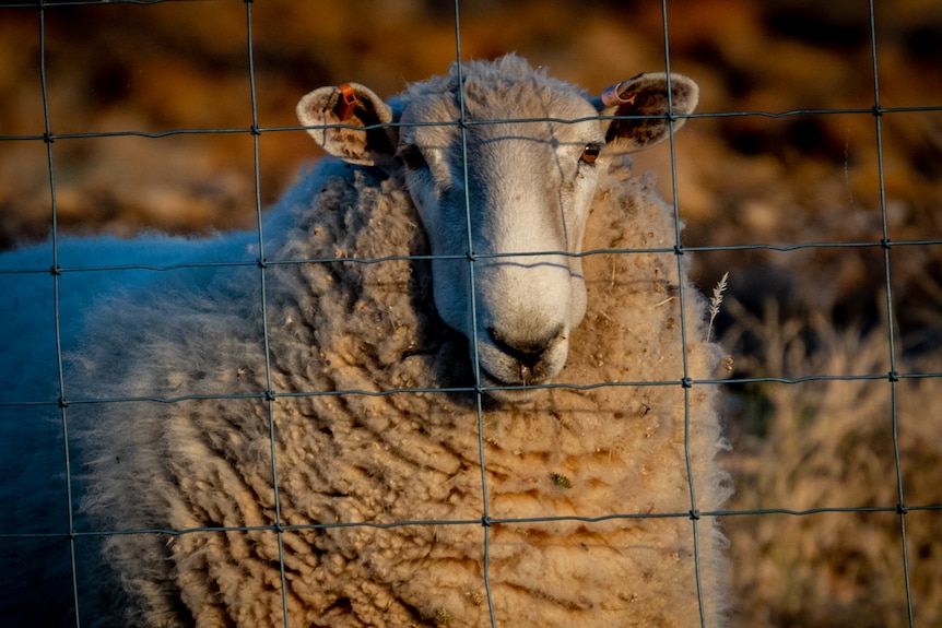 A sheep looks through a wire fence; small leaves and twigs are sticking to its wool.