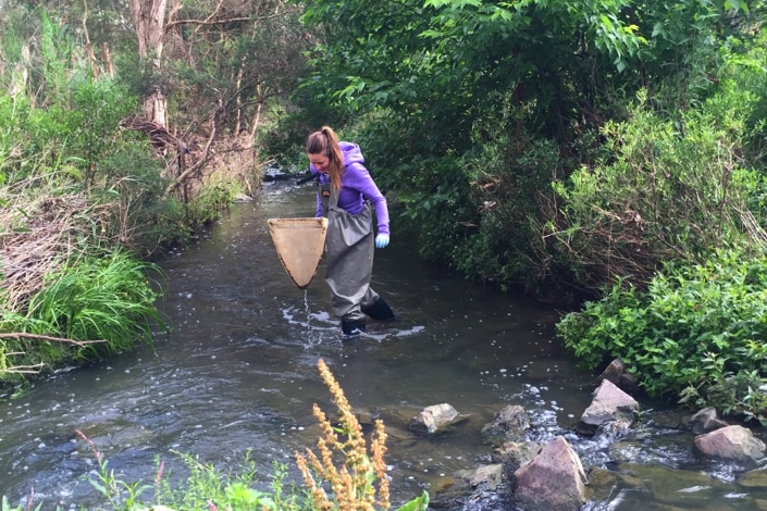 A scientist, wearing gumboots and carrying a large net, collects insects in a creek.