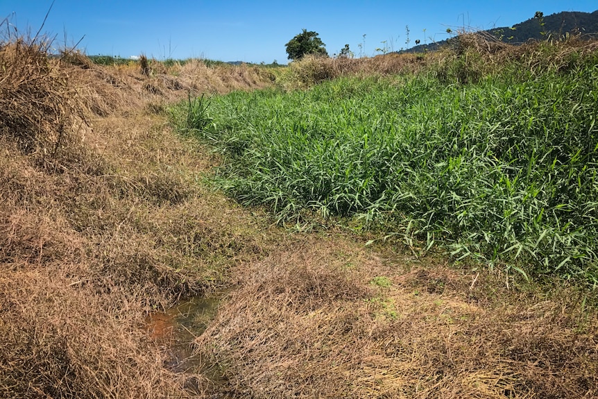 A weed-infested creek-bed that is the site of a revegetation project.