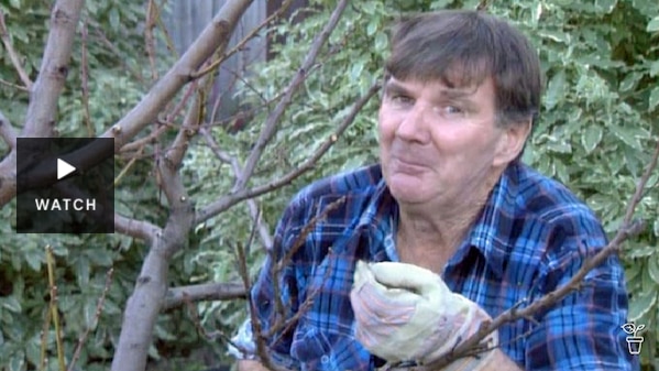 Peter Cundall standing next to a stone fruit tree in a garden. Has Video.