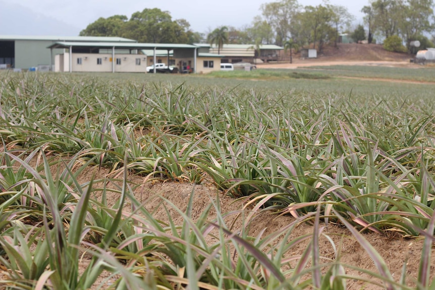 Dry field of pineapples growing