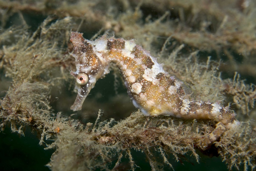A juvenile seahorse underwater obscured by rope