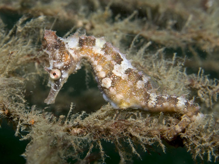 A juvenile seahorse underwater obscured by rope