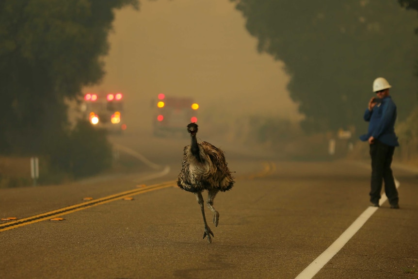 An emu runs to escape an approaching wildfire.