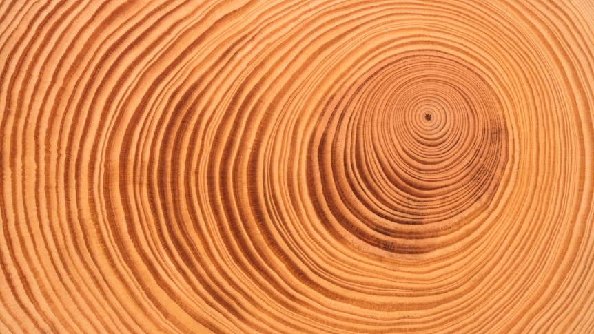 Gỗ là một tài nguyên quý giá, tạo nên toàn bộ lịch sử của loài người. Chuyên gia cho biết, gỗ được sử dụng trong rất nhiều lĩnh vực, từ sản xuất đồ nội thất đến xây dựng tàu thủy. Hãy đến khám phá các sản phẩm tuyệt vời từ gỗ và hiểu thêm về giá trị của nó.